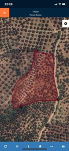 Arsa-Zeytinlik