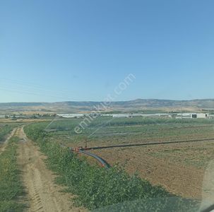 Arsa-Tarla