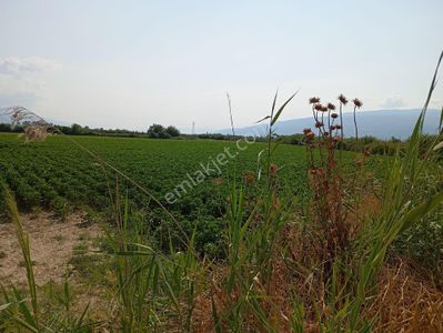 Arsa-Tarla