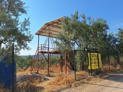 Arsa-Zeytinlik