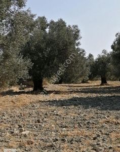 Arsa-Zeytinlik