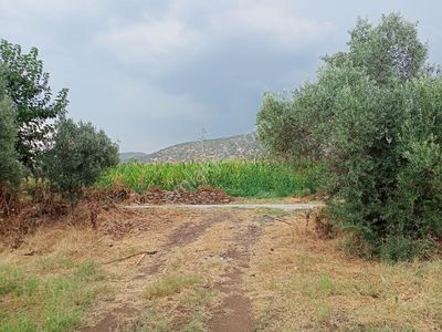 Arsa-Zeytinlik