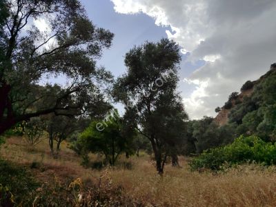 Arsa-Tarla
