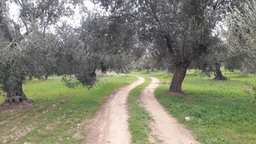 Arsa-Zeytinlik