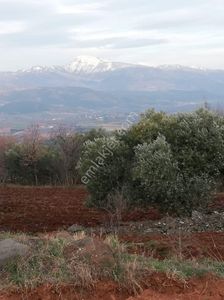 Arsa-Tarla