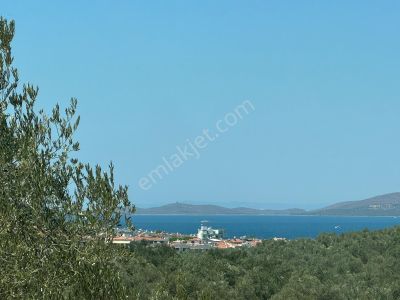 Arsa-Zeytinlik
