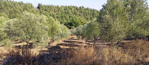 Arsa-Tarla