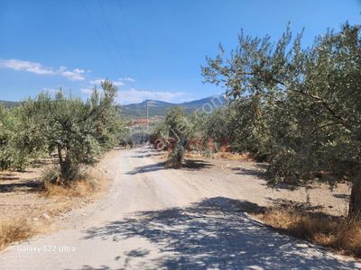 Arsa-Zeytinlik