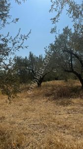 Arsa-Zeytinlik