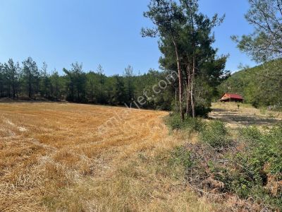 Arsa-Tarla