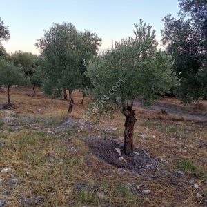 Arsa-Bağ & Bahçe