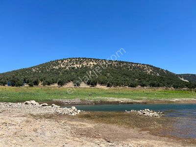 Arsa-Zeytinlik