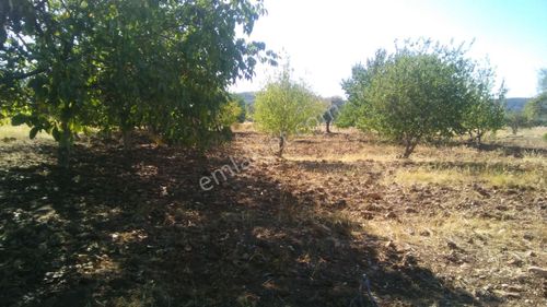 Arsa-Bağ & Bahçe