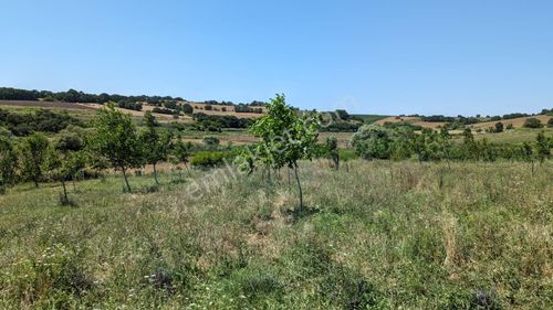 Arsa-Tarla
