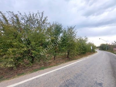 Arsa-Bağ & Bahçe