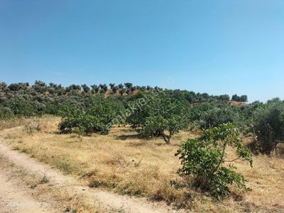Arsa-Bağ & Bahçe