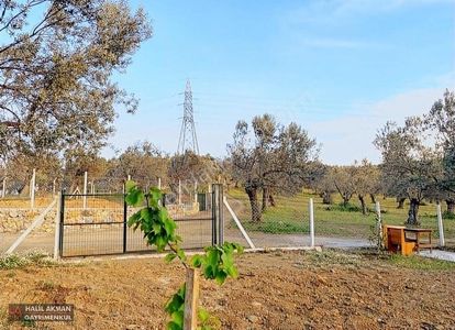 Arsa-Zeytinlik