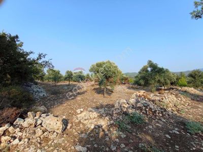 Arsa-Zeytinlik