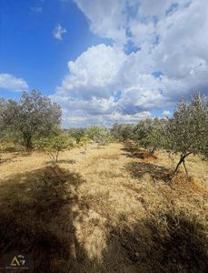 Arsa-Tarla