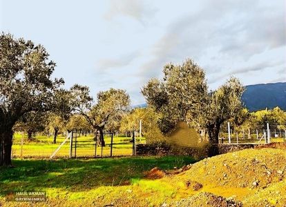 Arsa-Zeytinlik
