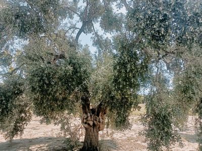 Arsa-Bağ & Bahçe