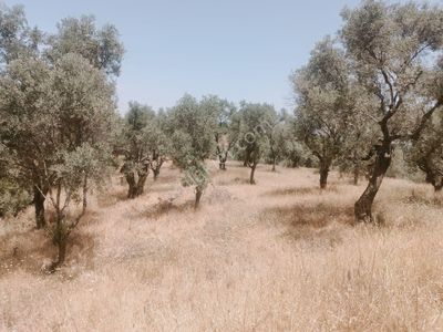 Arsa-Bağ & Bahçe