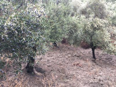 Arsa-Bağ & Bahçe