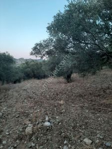 Arsa-Zeytinlik