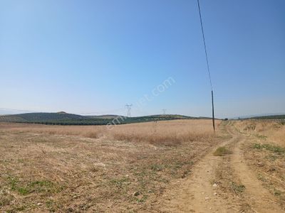 Arsa-Bağ & Bahçe
