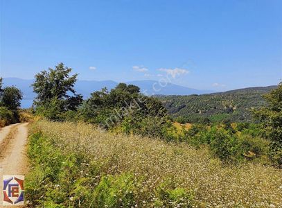 Arsa-Bağ & Bahçe