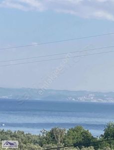 Arsa-Zeytinlik