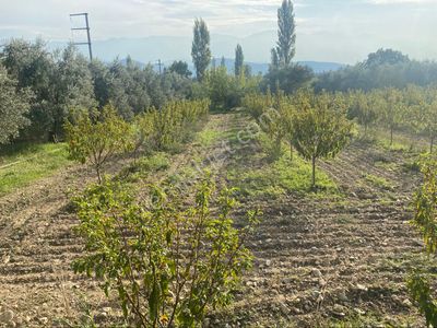 Arsa-Tarla