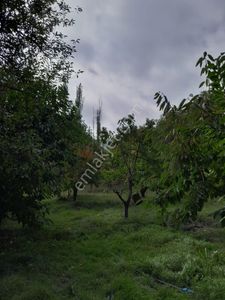 Arsa-Bağ & Bahçe
