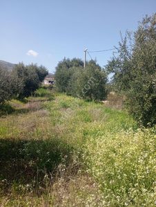 Arsa-Tarla