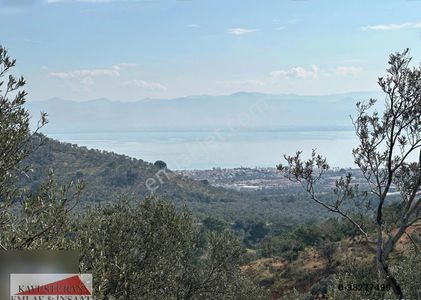 Arsa-Zeytinlik
