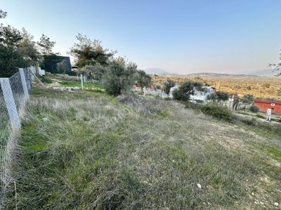 Arsa-Zeytinlik