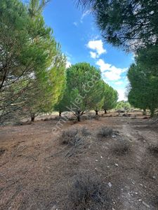 Arsa-Tarla