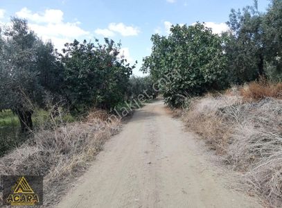 Arsa-Zeytinlik