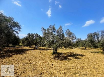 Arsa-Zeytinlik