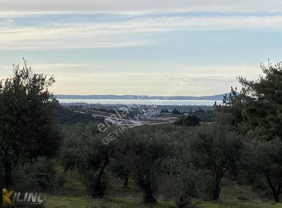 Arsa-Zeytinlik
