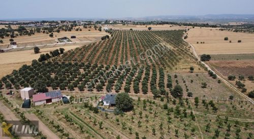 Arsa-Zeytinlik
