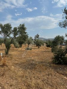 Arsa-Zeytinlik