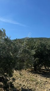 Arsa-Zeytinlik