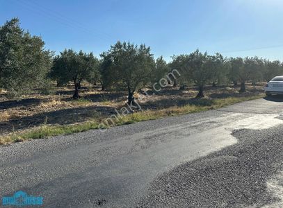 Arsa-Zeytinlik