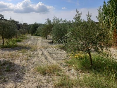Arsa-Zeytinlik