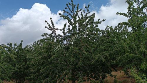 Arsa-Tarla