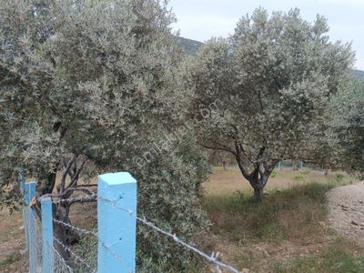 Arsa-Bağ & Bahçe