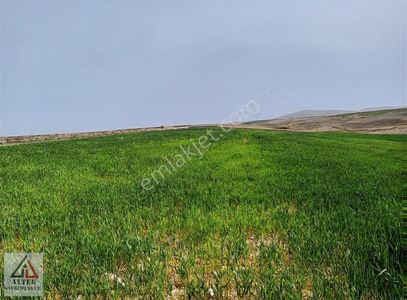 Arsa-Tarla