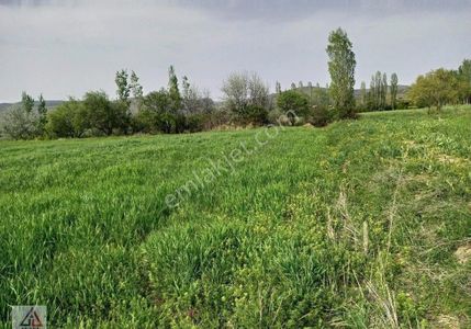 Arsa-Bağ & Bahçe