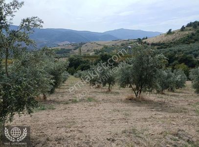 Arsa-Bağ & Bahçe